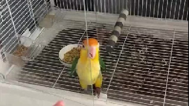 永远不要低估一只小鸟想出来玩的决心