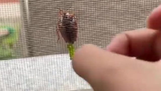 母子平安12颗 老来我窗户产蛋