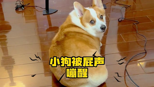 小狗睡得好好的，被屁嘣的稀碎！