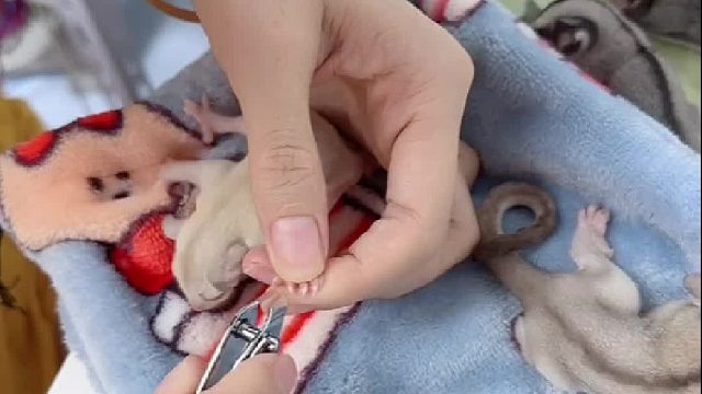 虽然才出袋几天，但是指甲已经很长了