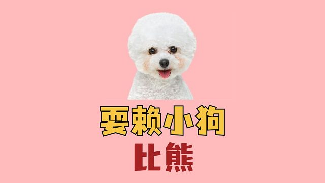 比熊耍起赖来，谁劝都没用