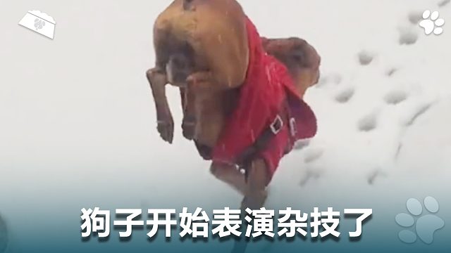 狗子开始表演杂技，这也太六了