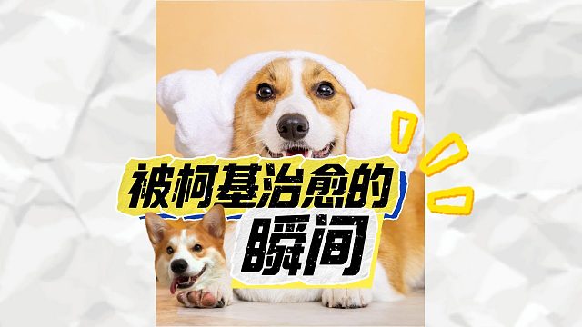 柯基的治愈瞬间，看的人心软软