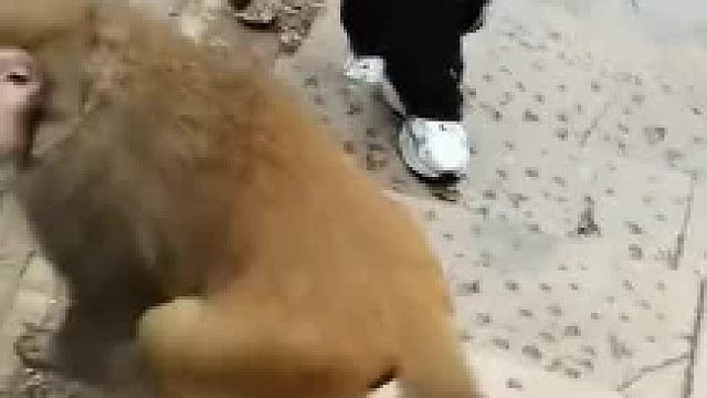 猴子攻击游客小伙遭小伙一脚踹飞网友:踢到钢板上了