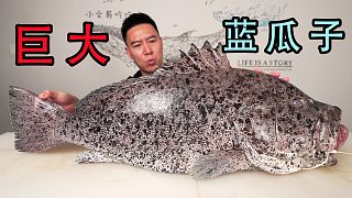 幾十斤的巨大野生土豪魚，居然只要1618元，賺大了