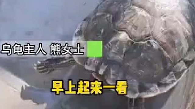 养了7年的乌龟不慎被“冻死”下锅后突然活了