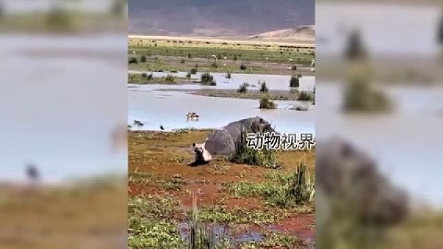鬣狗以为河马嘎了，准备大吃一顿，下一秒就后悔了