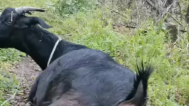 谁让你们这么玩的！