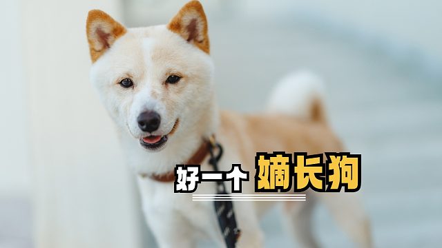 狗子的情绪价值，都是自己给的