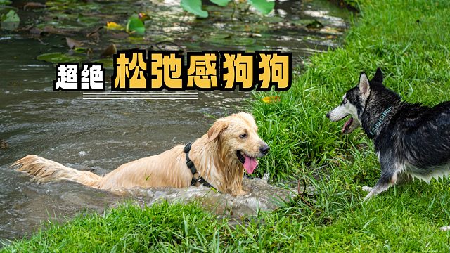 超绝松弛感狗狗，发大水它游泳