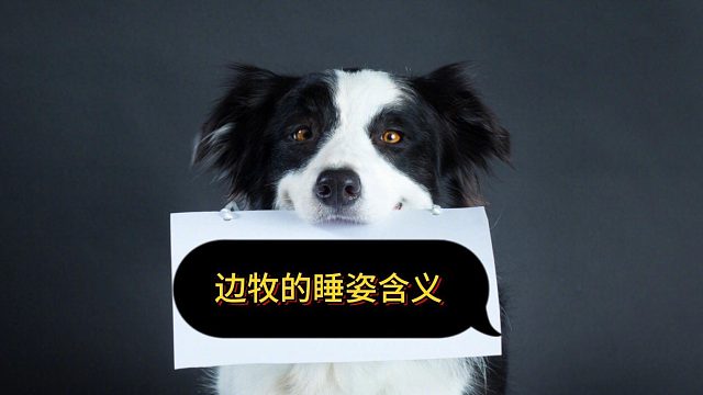边牧的睡姿含义