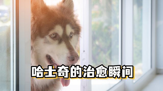 其实养哈士奇，也是一件很治愈的事