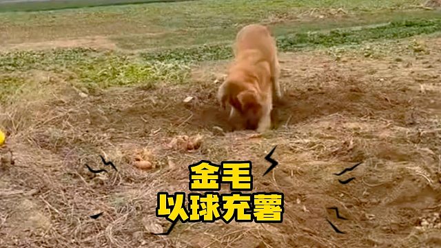 金毛把玩具球埋在土里，假装红薯！