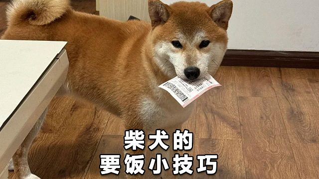 乞讨的柴犬，倔强贪吃却又礼貌听话