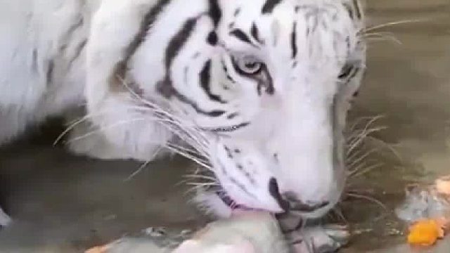 老虎吃肉竟然如此之快，十几斤肉仅需几分钟就被全部消灭！