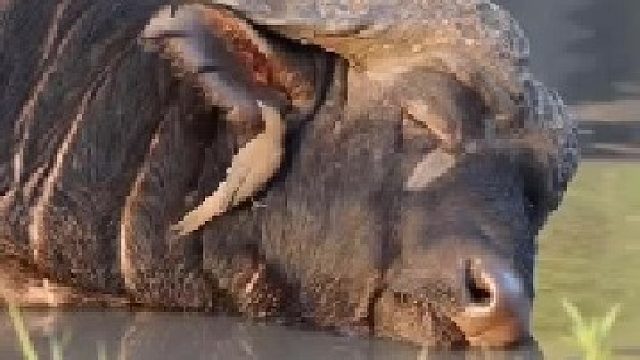 水牛躺在水里一动不动，一只鸟儿趁机钻进它耳朵里