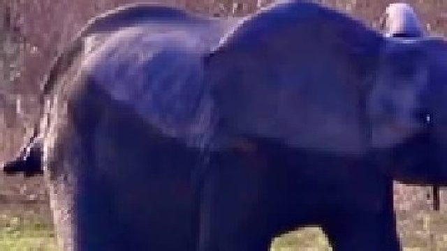 大象少了一条腿，走路一瘸一拐