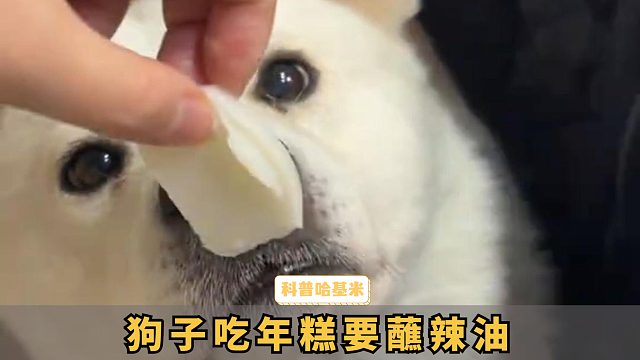 狗子不加辣的东西都不吃