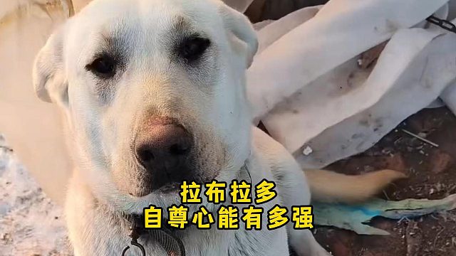 拉布拉多自尊心很强，里子能不要面子不能丢