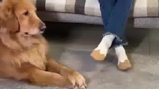 狗狗的模仿能力也太强了