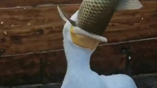 它甚至还想再吃一条