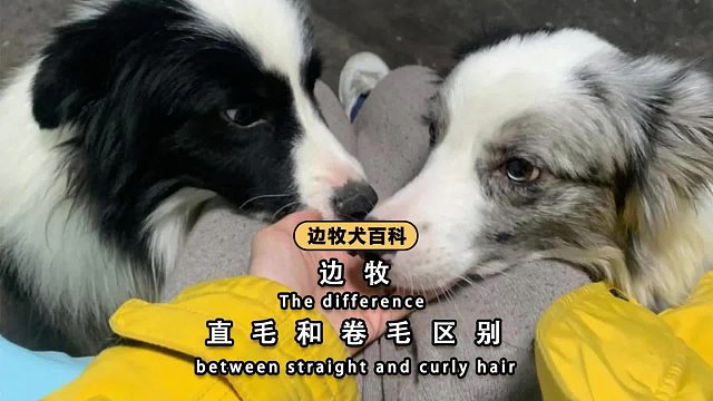 边牧直毛和卷毛，到底哪个好？