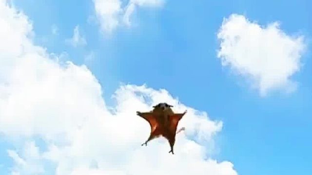 能在阳台简单布置个滑翔台，将就玩吧