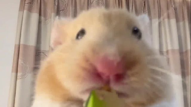 千万别把仓鼠给长辈养...