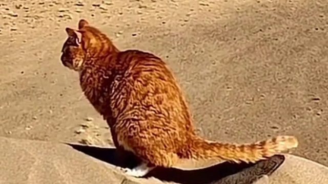 啥玩意 带猫去沙漠后竟然返祖了️