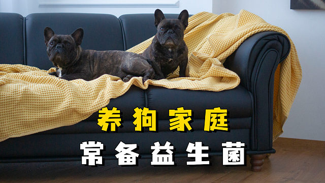 益生菌对狗狗好处很多，建议在家里备一点！