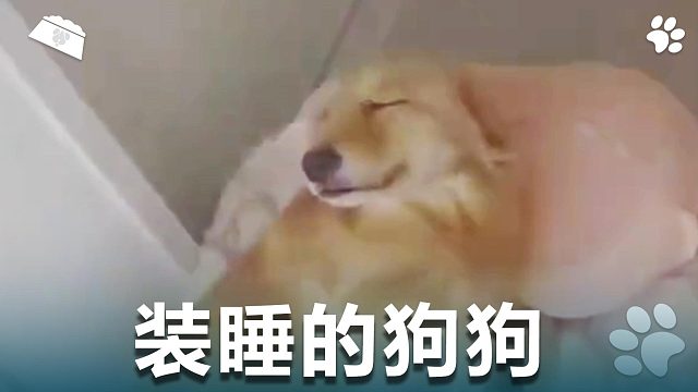 装睡的狗狗，结局这么快就反转了