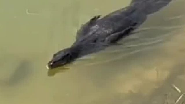 水里游来一个我没见过的动物，大家见过吗？知道是什么动物吗？