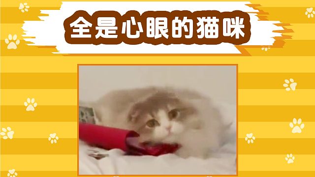 小猫咪的变脸就在一瞬间，全是心眼子！