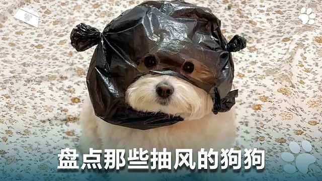 盘点那些抽风的狗狗