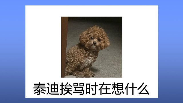 泰迪遭遇责骂的真实想法，你知道吗？