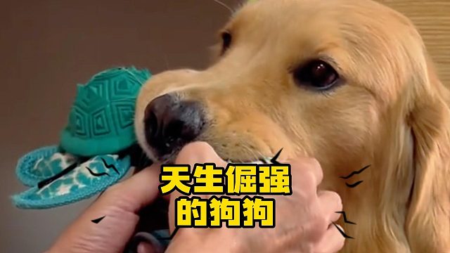 盘点天生倔强的狗狗，都是反骨仔！