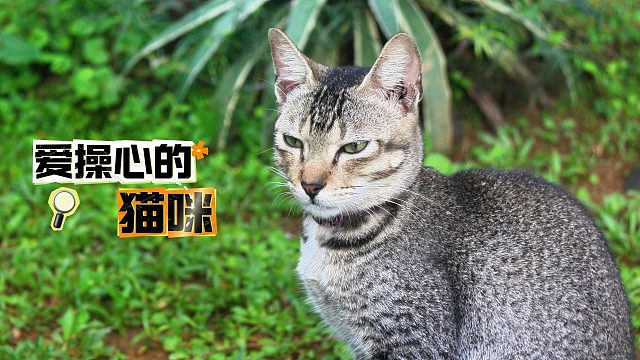 爱操心，且善良的猫咪