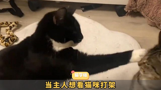 当主人想看猫咪打架，勇敢出手的奶牛猫！