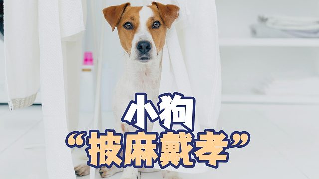 生病卧床三天，小狗办了场“葬礼”