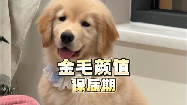 金毛什么时候最好看？现在就告诉你！