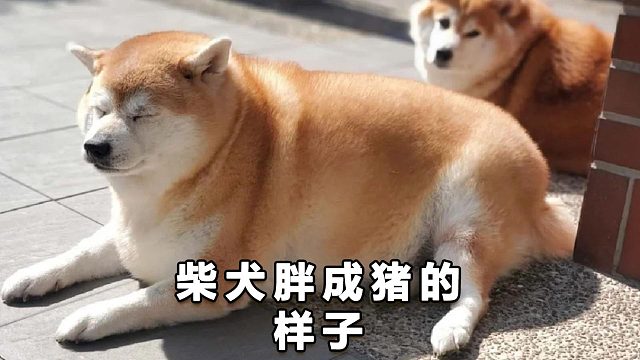 出门不带点肉，都不好意思说自己是柴猪