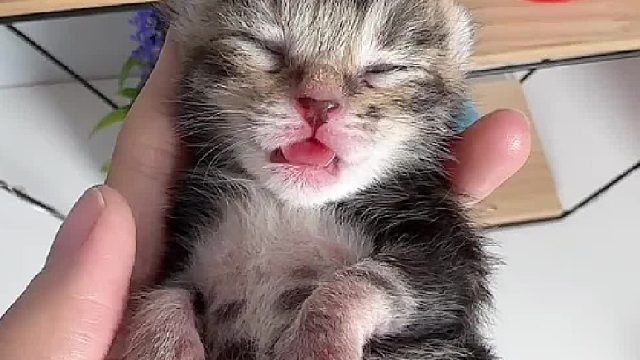 虎里虎气的小猫咪