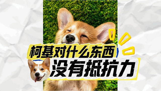 一探究竟：能让柯基瞬间着迷的东西