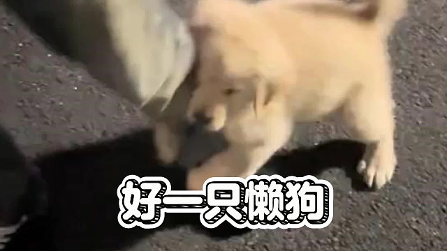 好一只懒狗，两步都懒得走