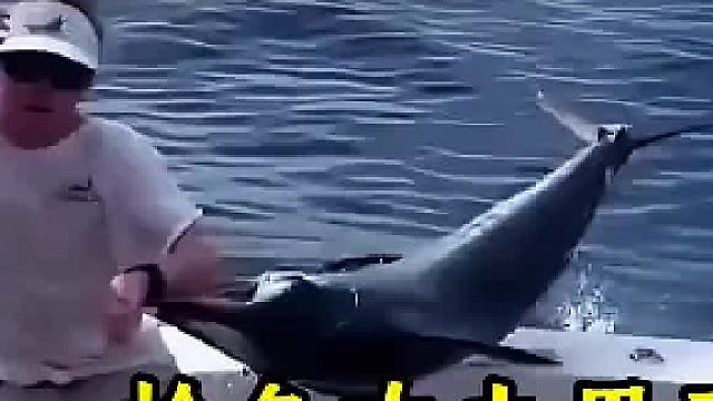 大海的壮阔与枪鱼的激烈对决，男子与海洋的较量！