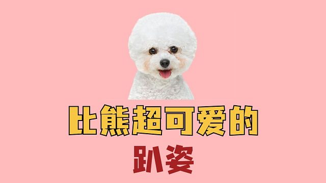 比熊的这些可爱趴姿，你喜欢吗？