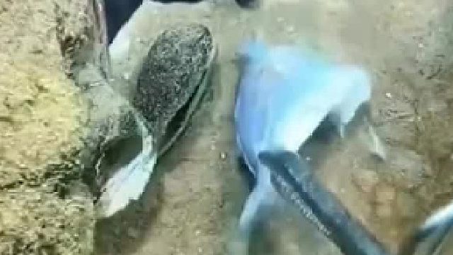 狡猾的鳗鱼潜伏在岩石间，无不良引导，请勿模仿