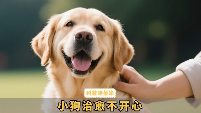 盘点小狗的治愈时刻，让你忘掉不开心