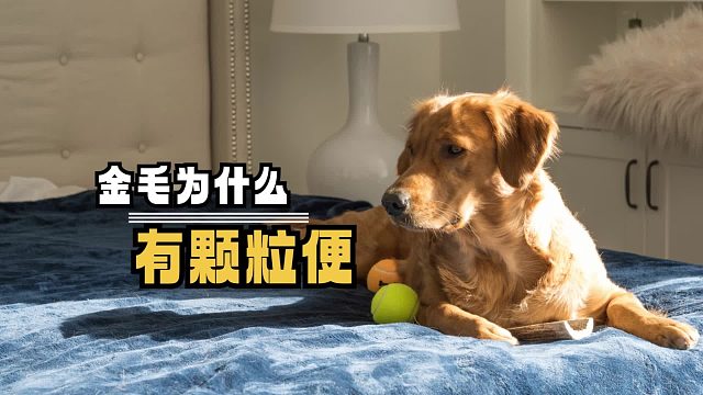 金毛的粑粑一粒一粒的，是什么原因