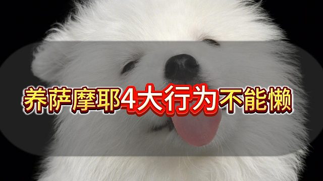 养萨摩耶4大行为不能懒